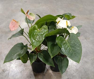 5" Anthurium Assortment